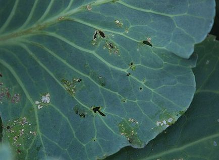 Cruciferous bolha