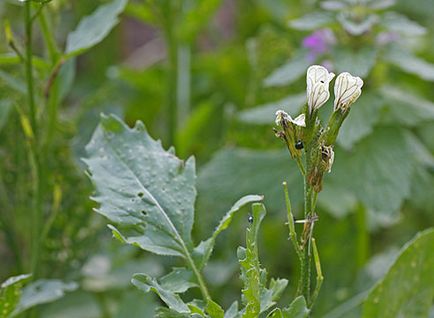 Cruciferous bolha