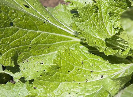 Cruciferous bolha