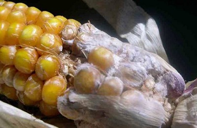 Хвороби і шкідники кукурудзи як з ними боротися