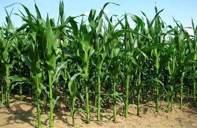 Хвороби і шкідники кукурудзи як з ними боротися