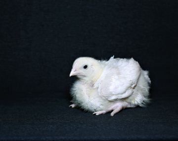 Betegségek brojlercsirkék és kezelések (brojlercsirke) Betegségek broiler csirkék és kezelésük