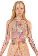 Boli ale sistemului nervos periferic