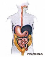 Хвороби травної системи людини