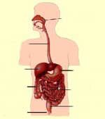 Boli ale sistemului digestiv al omului