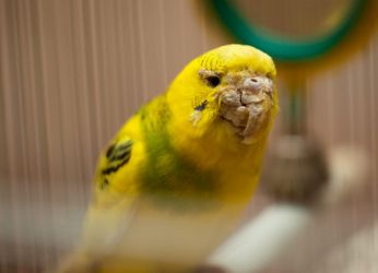 betegségek budgies