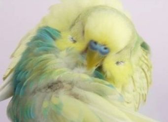 Хвороби хвилястих папуг