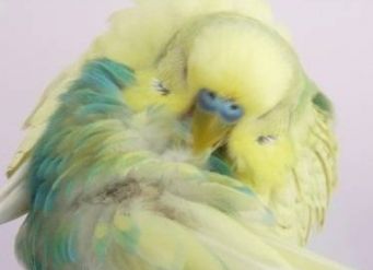 betegségek budgies