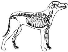 Durere la nivelul coloanei vertebrale a câinilor și a pisicilor