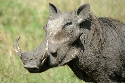 Warthog, enciclopedie de animale