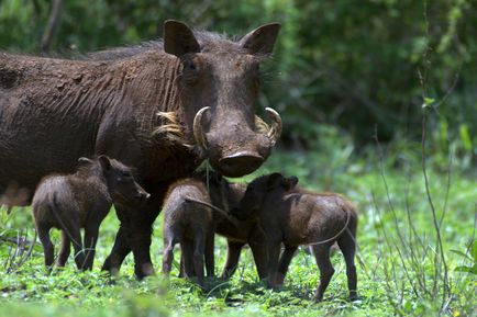 Warthog, enciclopedie de animale