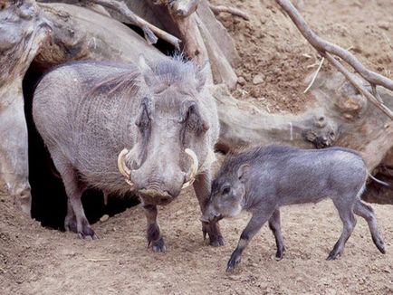 Warthog fotó (warthog) Warthog, fotók