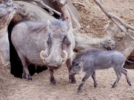 Warthog, poza