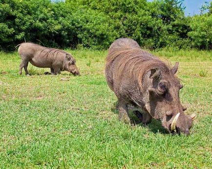 Warthog kép (látás) Warthog, fotók