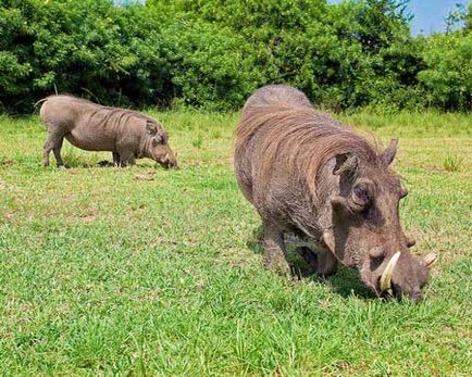 Warthog, poza