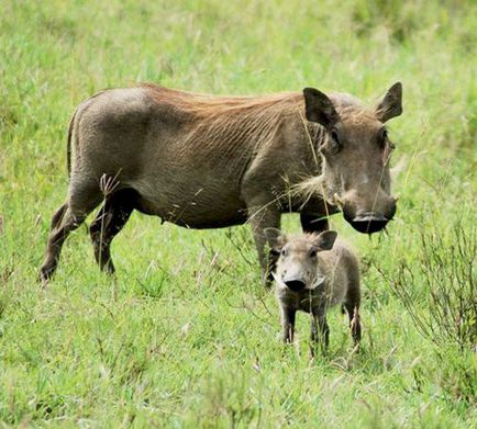 Warthog, poza