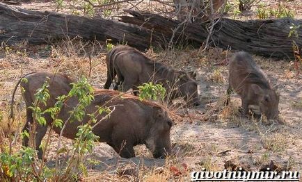 Warthog animal