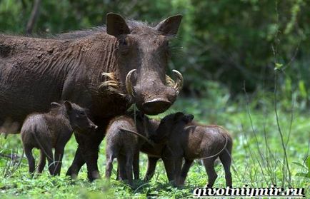 Warthog animal