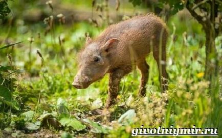 Warthog animal