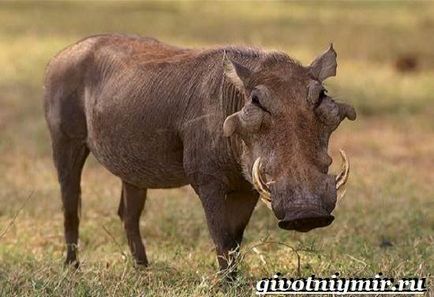 Warthog animal