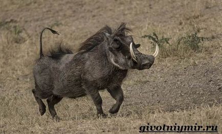 Warthog animal