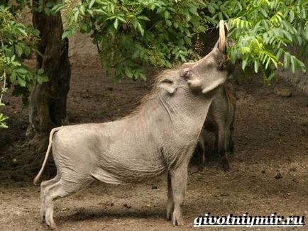 Warthog animal