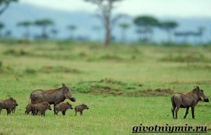 Warthog animal