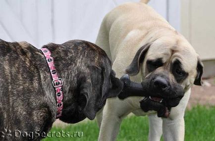 Rase de rase Boytsovskie de câini de reprezentanți ai 