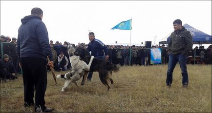 Бійцівський характер вовкодавів