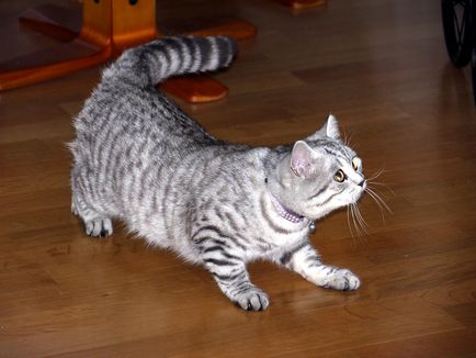 Британська короткошерста кішка фото породи