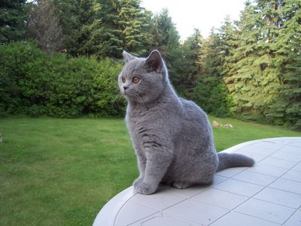 British Shorthair fotografie de rasă pisică