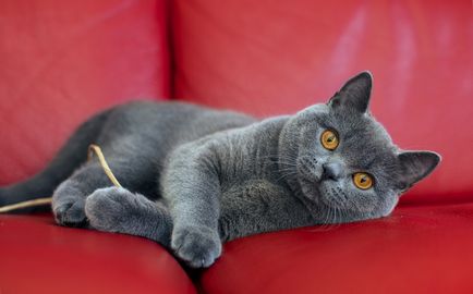 British Shorthair fotografie de rasă pisică