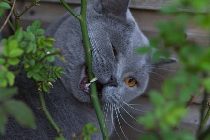 British Shorthair fotografie de rasă pisică