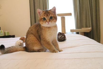 Британська короткошерста кішка фото породи