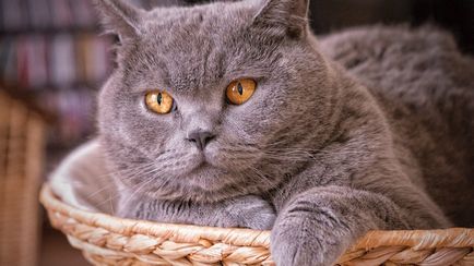 British Shorthair fotografie de rasă pisică