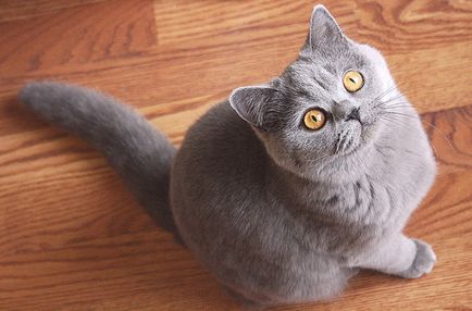 British Shorthair fotografie de rasă pisică
