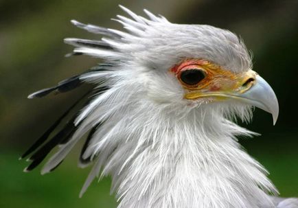 Бродячий по Африці птах секретар опис, де мешкає, фото і відео про єдину в світі