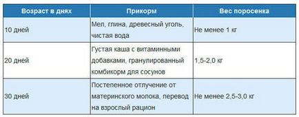 Чим годувати в'єтнамських поросят, щоб вони швидко набирали вагу