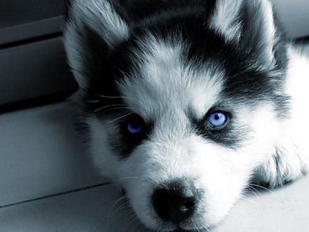 Mi a különbség a husky husky hogyan lehet megkülönböztetni husky és husky