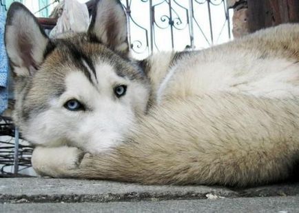 Ceea ce distinge Husky de Laika cum să distingă husky și husky