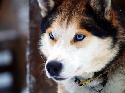 Чим відрізняються хаскі від лайок як розрізнити лайку і хаскі