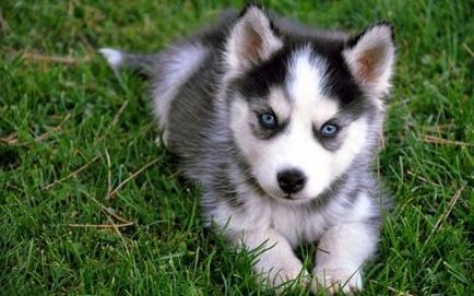 Mi a különbség a husky husky hogyan lehet megkülönböztetni husky és husky