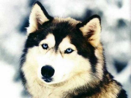 Mi a különbség a husky husky hogyan lehet megkülönböztetni husky és husky