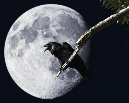 Descrierea și caracteristicile Casei Ravenului