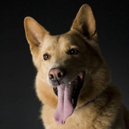 Chinook, rase de câini, animale și rase