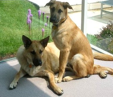 Chinook, rase de câini, animale și rase