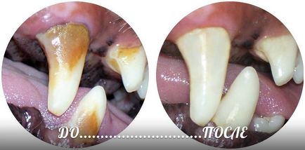 Curățarea dinților cu ultrasunete la câine