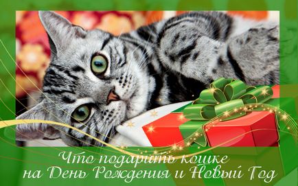 Що подарувати кішці на день народження і новий рік