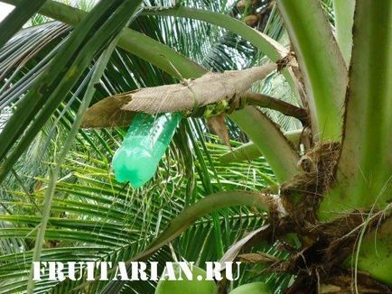 Ce este comestibil în palmierul de nucă de cocos și cocos
