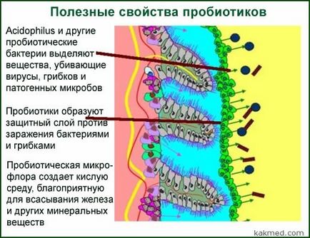 Ce este probioticele și cum să le luați?